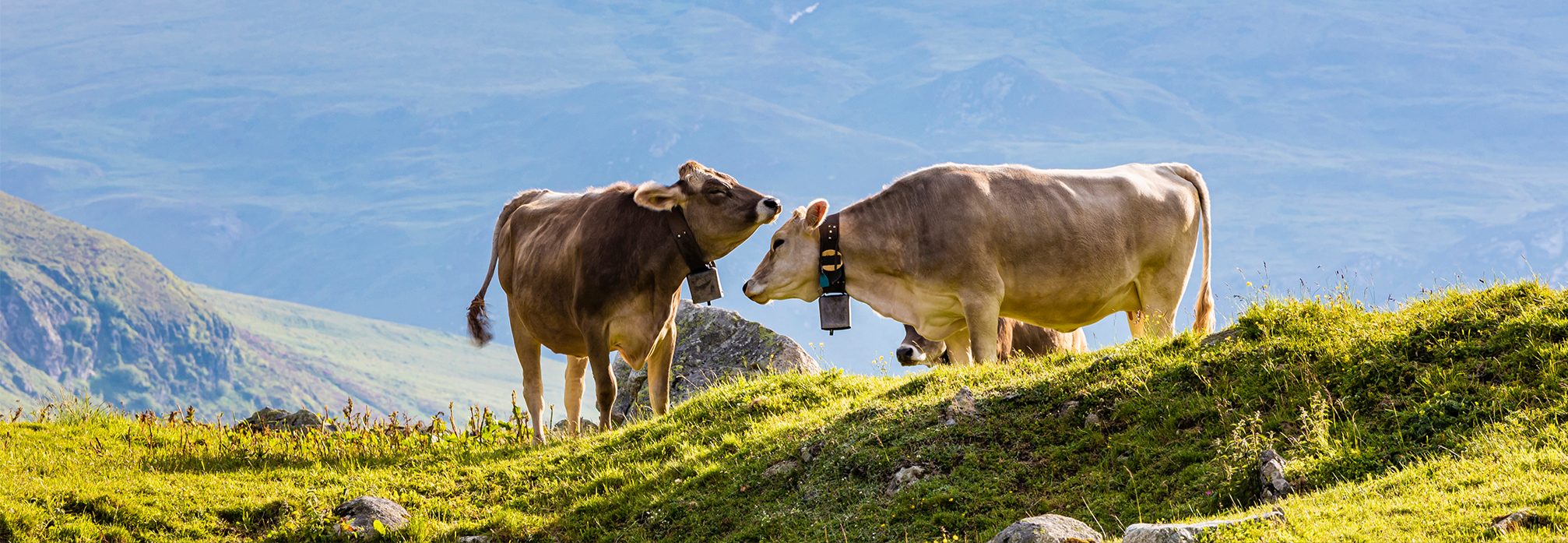 Cows grazing on an alpine pasture